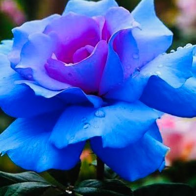 Majd1693's profile picture. 