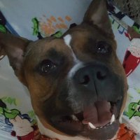 bipsnboops.bsky.social (@archibips) 's Twitter Profile