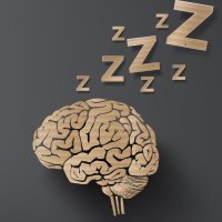Center On Biological Rhythms And Sleep (@washucobras) 's Twitter Profile