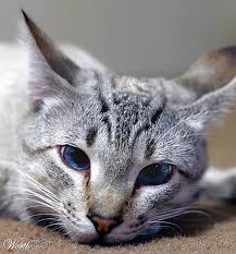 B1essU4eva's profile picture. 