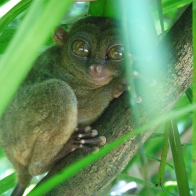 ZoonGepetto's profile picture. 