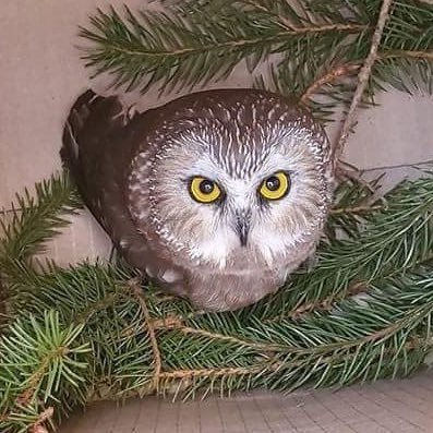 Hooo me??? Just a tiny owl found in the world’s most famous Christmas Tree. @30rocktree