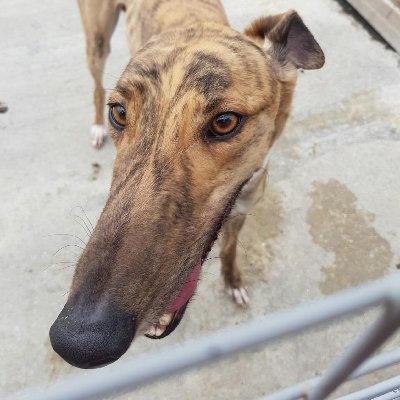 Greyhound owner🏆Katie o Flaherty of Castlehillbadger , Magical Sky ,Summer Striker, summer summit ,Reeces Dream Oct 19 pup