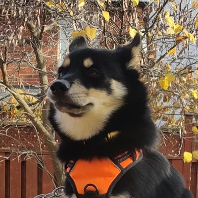 kokidokilitclub's profile picture. 