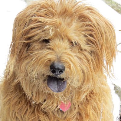 Profile Picture of Russell The Dog & Trisha Watson (@Russellspirit1) on Twitter