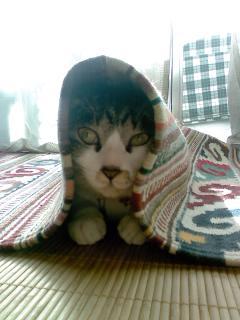 3匹の猫と暮らしています。「保護猫カフェさくら」でボランティアしてます。ただの猫馬鹿です。 「てがき絵本 まる」クラファン挑戦中です→2日で目標金額達成！amazon、全国の書店で購入できます。がつんと心に響く大人の絵本です「てがき絵本まる」、「はる書房」で検索してください♪