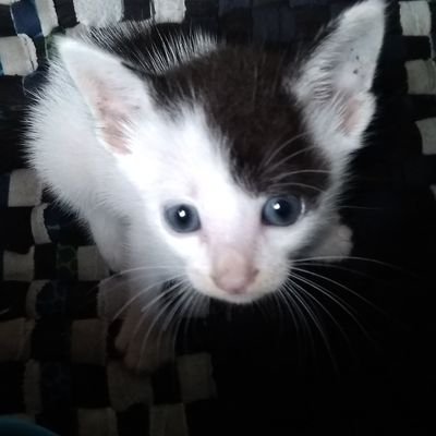 Kucing tapi Panda | Mau dijodhin sama beruang laut | Punya cita-cita jadi E-Cat kabupaten yang naik FU | Sering ketuker sama gantungan kunci.
