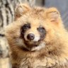 kobutori_tanuki's profile picture. 高市早苗さんを総理に❗️杉田水脈さん支持❗️🇯🇵極右・極左はお断り💢反共産🔥反中共🔥人生は短いので分かり合えない人間に大切な時間は使いません。DMは読まないのでよろしく。