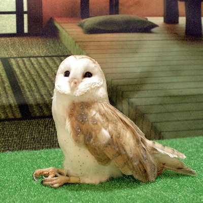 owl4you5047 Profile Picture