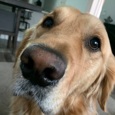 imadogfather Profile Picture