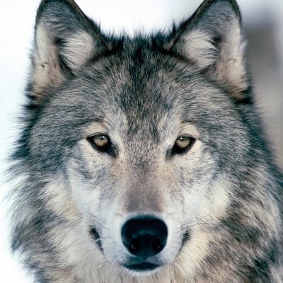 SheepHerdinWolf's profile picture. Woof
Not a Financial Advisor Woof
Opinions based on Woof Science