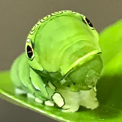 たむら船堀 アゲハ館 アオスジアゲハ さなぎに脱皮 アゲハ アゲハチョウ 揚羽 幼虫 青虫 アゲハ幼虫 アゲハの幼虫 アゲハチョウ幼虫 アゲハチョウの幼虫 蛹 蛹化 さなぎ アオスジアゲハ アオスジアゲハ幼虫 アオスジアゲハの幼虫