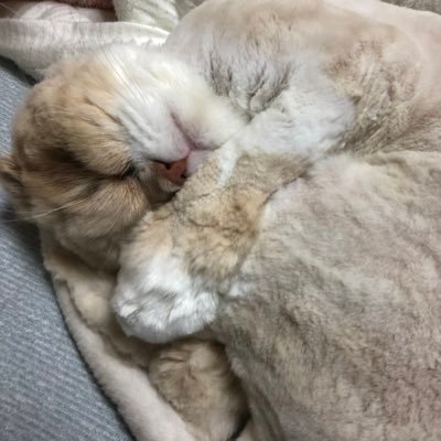 ragi101's profile picture. 漬物（熟成済）です。 ゲームと猫と食べたいもの（or食べた）呟いてます。 美味しいご飯と猫が生き甲斐