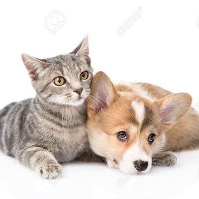 gamerigee1's profile picture. i think therefore i am