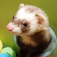 ぱるちゃん (@nyoroparu) Twitter profile photo