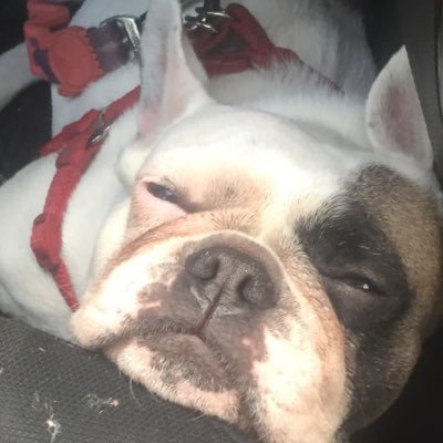 curlyClareck's profile picture. mother, horticulturist, vegan lifestyle, 🌱🦕