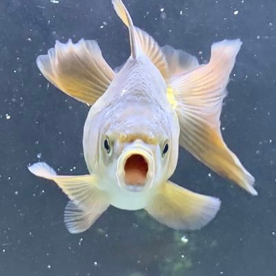 めだか 金魚 らんちゅう Gsabaka03 Twitter めだか 金魚 らんちゅう Gsabaka03 Twitter