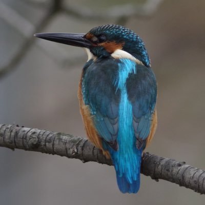 M42_photo's profile picture. PENTAX K-1改をメインカメラとして写真を撮っています。GR3も使っています。