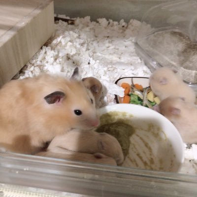 ハムスター里親募集 終了しました Kinaponnbaby Twitter ハムスター里親募集 終了しました Kinaponnbaby Twitter