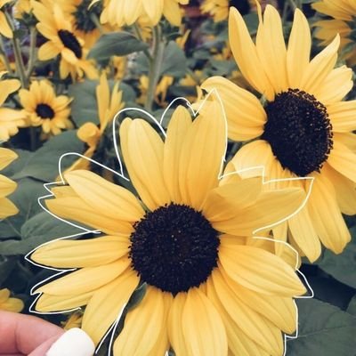 YellowDilsky's profile picture. nope