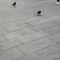 Ellie (@egssssssss) 's Twitter Profile