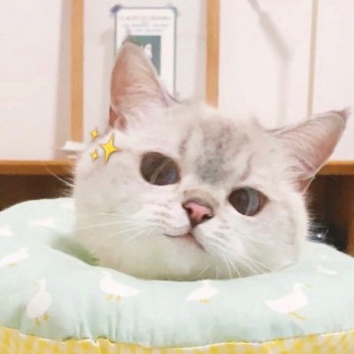 kitkut_tt's profile picture. [ I A M A D R E A M E R ]