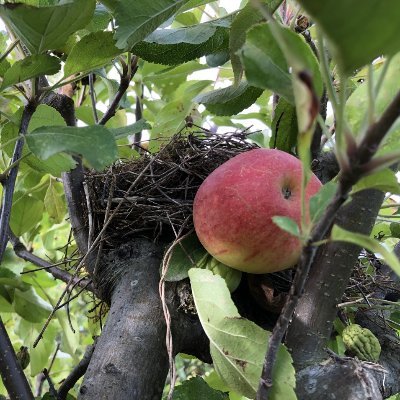 fruitfullives1's profile picture. Anthropologist working on apples