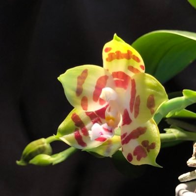 #phalaenopsis are my fav. #orchids, BUT I love the whole nature, if plant, if animal, if human - my heart is beating for all kind of LIFE!