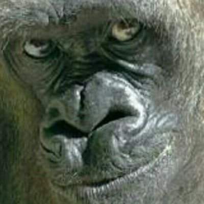 _s_@Gorillaさんのプロフィール画像