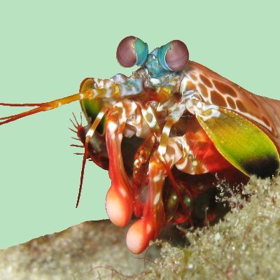 JHGS_Science's profile picture. TeamScience! at John Hampden Grammar School, talking about all things scientific!

Mantis shrimp picture from Silke Baron, CC BY 2.0