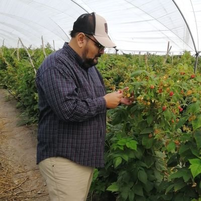 Ingeniero agrónomo especialista en manejo biorracional y control biológico en cultivos de hortalizas, Berries, frutales y ornamentales. Y agronegocios