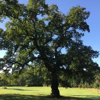 Ysgol Calon y Dderwen (@calonydderwen) 's Twitter Profile