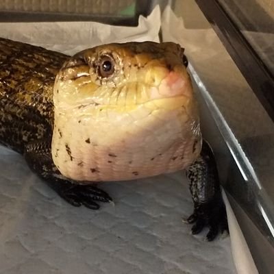 sasamarublue's profile picture. 生き物好きな2児のママ。
🐢🦎🐍🐸など飼育中。
無言フォロー失礼します！