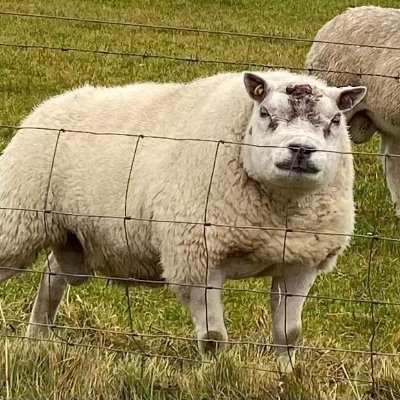 FuriousSheep Profile Picture