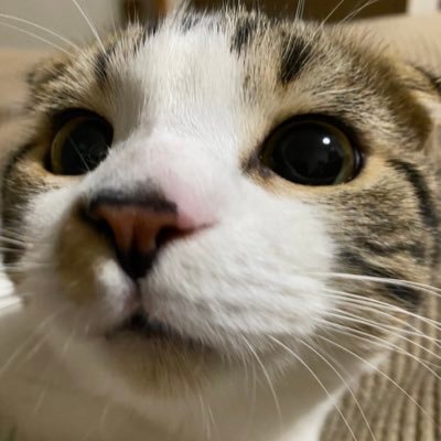 湘南副業Uber。アホポスト多め。保護ネコ3匹今日も元気です。現在バイクは5台保有。F1ファン。配達垢はできるだけフォローしたい!クスッとしたらフォローお願いします。24年10月悪性リンパ腫ST4判明にて療養中。現在は自宅から通いで治療をしてます。必ず配達に戻る!あ、パチスロ5年ぶりに復活!