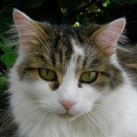 Museli (@museli123) Twitter profile photo