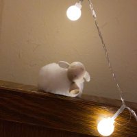 mariko m (@bluebird7777777) 's Twitter Profile