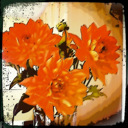 LaluHibbs's profile picture. something witty, original and totally not cliché