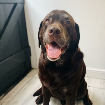 DavidGo08695552's profile picture. Have a Coachman 575 and a Kampa air awning. Get away, as often as we can, with Barney, our lovely chocolate lab 😊