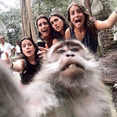 Stupid Fucking Monkey (@MonkeShid) | Twitter