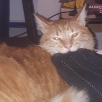 Ale Caper (@alecaper) 's Twitter Profile