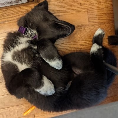 lisasohn's profile picture. 