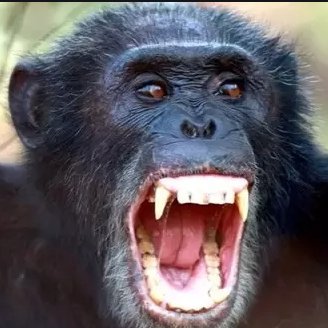 alexsisu's profile picture. math,linguistics,coding,boxing