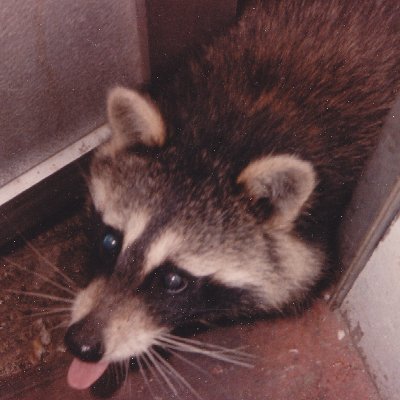 MAGAA RACCOON. We lurk in the dead of night to expose the phonies, fakes + frauds.