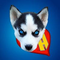 Hero the Husky(@hero_husky) 's Twitter Profile Photo