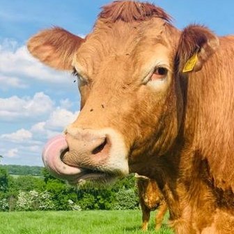 Mixed farming in South Oxfordshire and not quite Farmers Weekly Arable Farmer of the Year 2024
