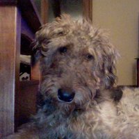 Rudy Wright - @RudytheAiredale Twitter Profile Photo