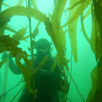 Kelp restoration @SPORA_program founder | incoming PhD student Ecology and Evolutionary Biology UC Santa Cruz