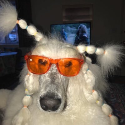 GeniusLingo's profile picture. Ex Republican