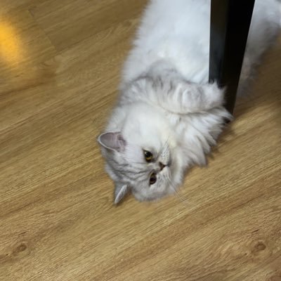 toeitoeyei's profile picture. 